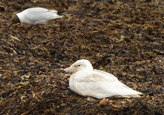 Glaucous Gull