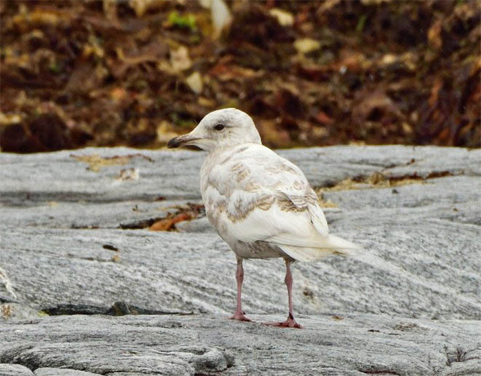 Iceland Gull
