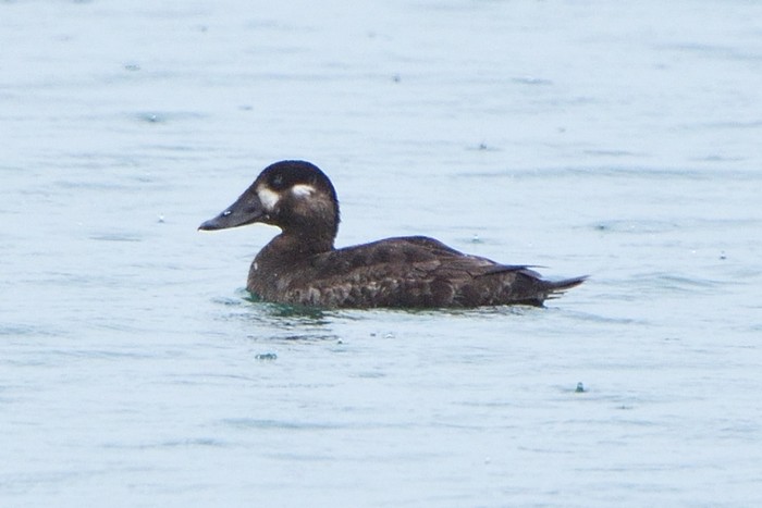 Surf Scoter