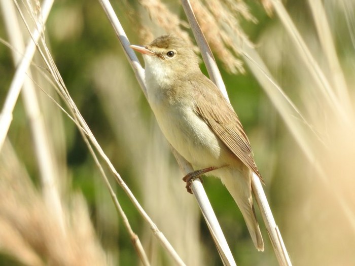 Marsh Warbler