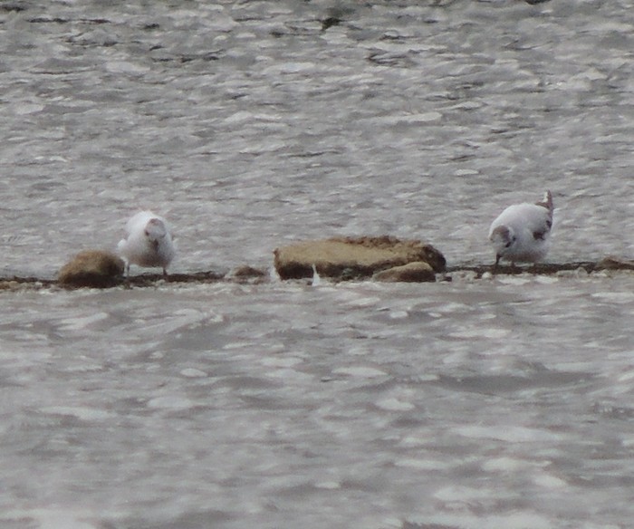 Little Gull