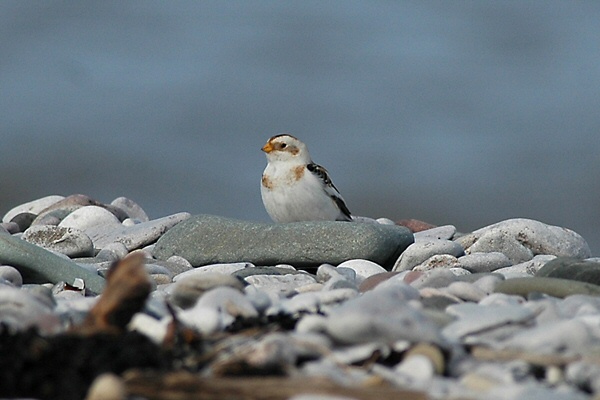 Snow Bunting