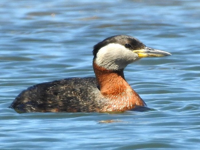 Red-necked Grebe