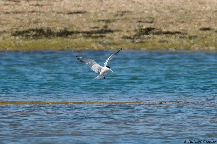 Elegant Tern