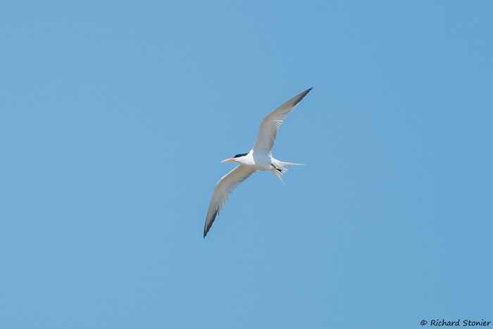 Elegant Tern