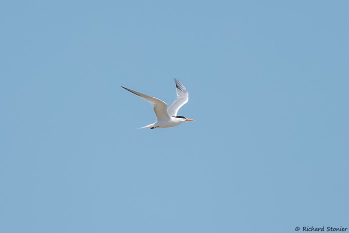 Elegant Tern
