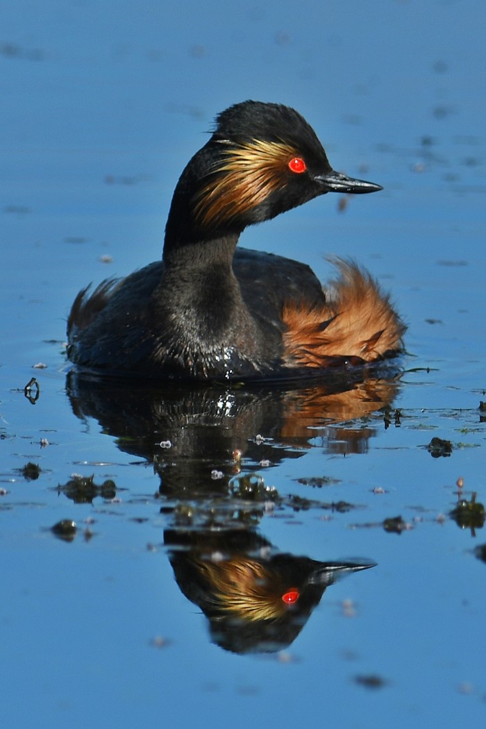 Black-necked Grebe