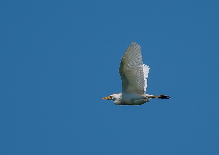 Cattle Egret