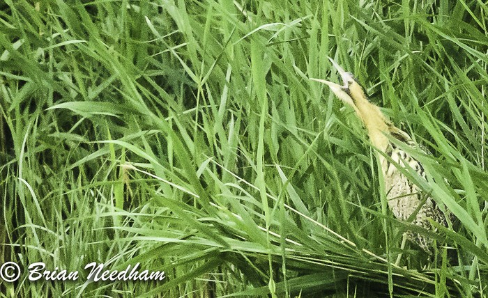 Bittern