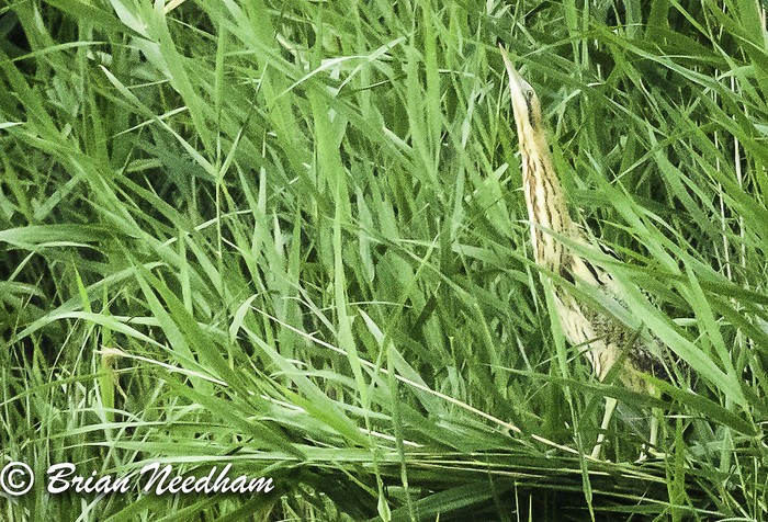 Bittern