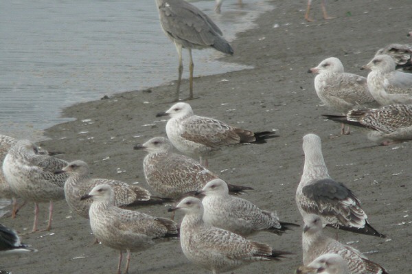 Caspian Gull
