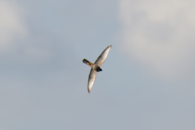 Red-footed Falcon