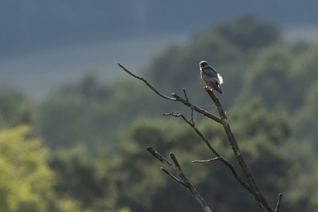 Red-footed Falcon