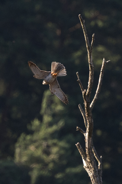 Red-footed Falcon