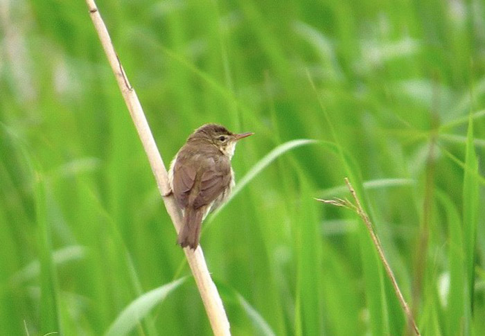 Blyth's Reed Warbler