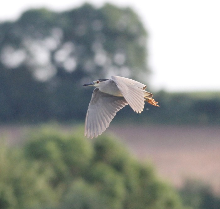 Night Heron