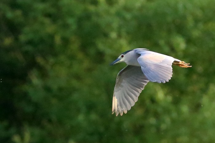 Night Heron