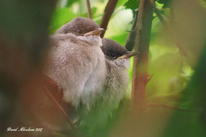 Lesser Whitethroat