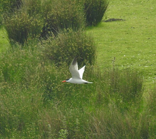 Caspian Tern