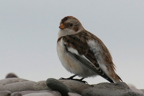 Snow Bunting