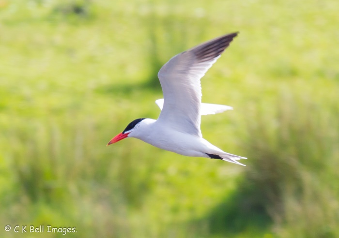 Caspian Tern