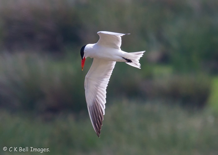 Caspian Tern