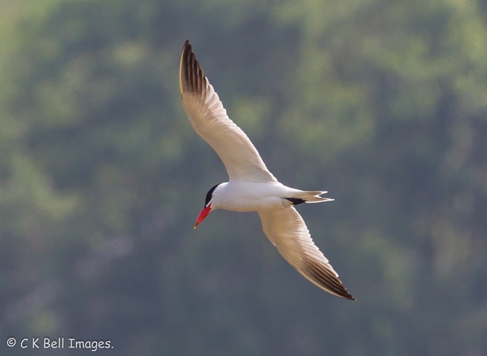 Caspian Tern