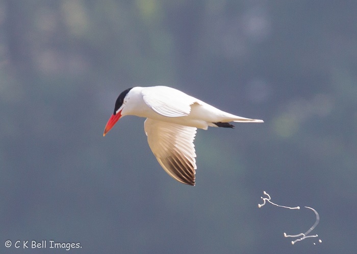 Caspian Tern