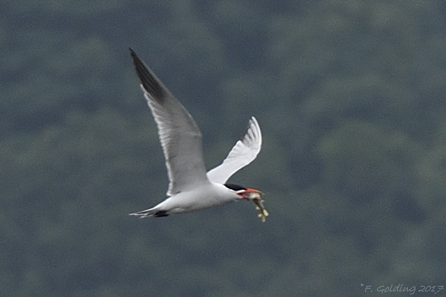 Caspian Tern