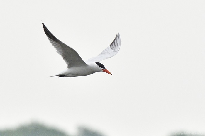 Caspian Tern