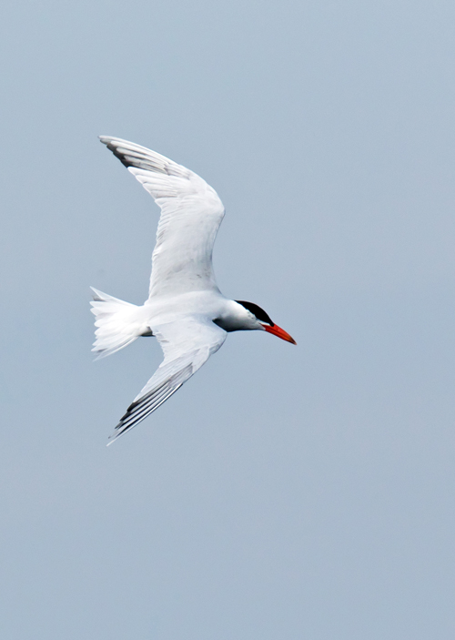 Caspian Tern
