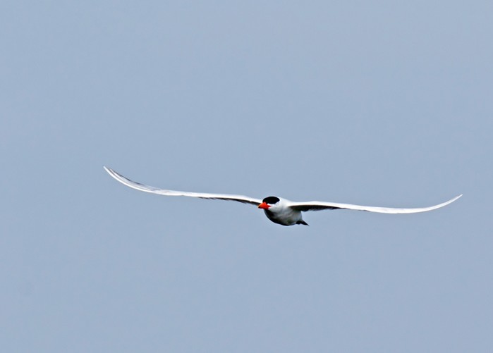 Caspian Tern