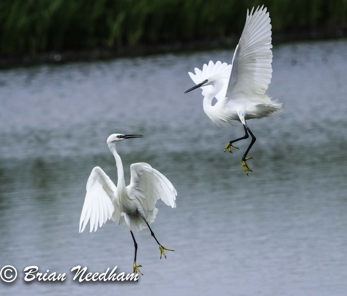 Little Egret