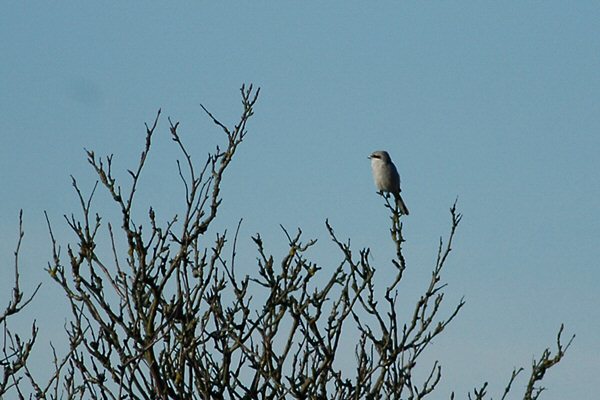 Great Grey Shrike