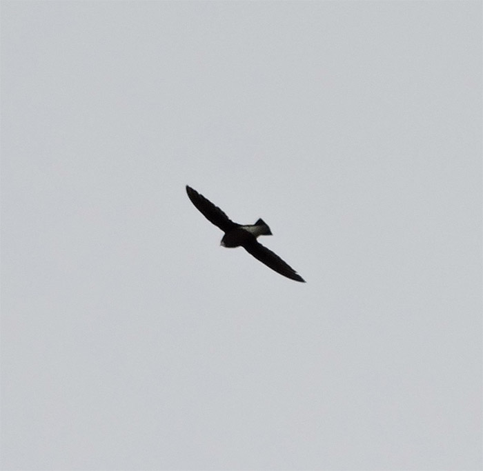 White-throated Needletail