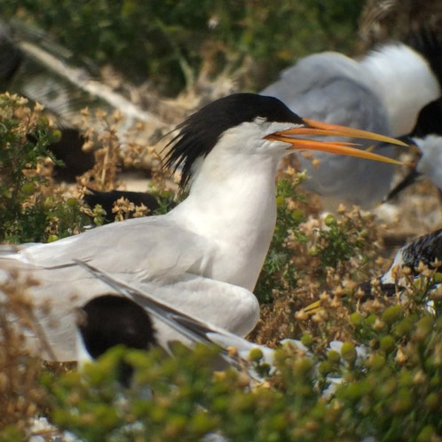 Elegant Tern