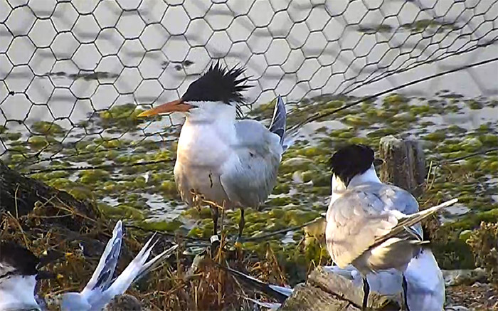 Elegant Tern