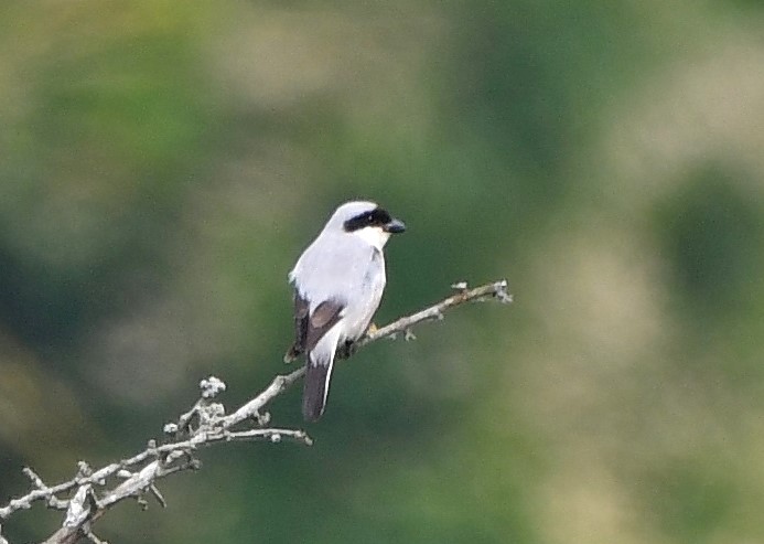Lesser Grey Shrike