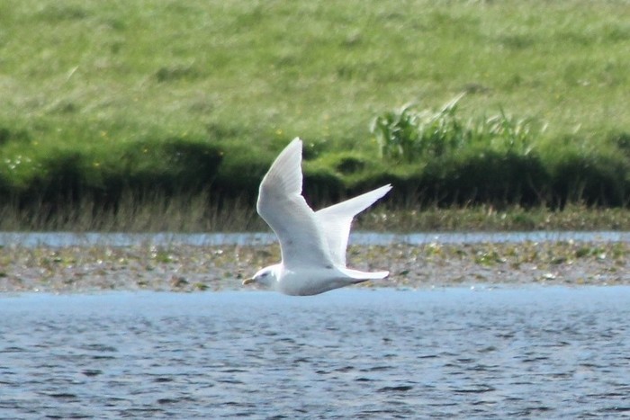 Iceland Gull