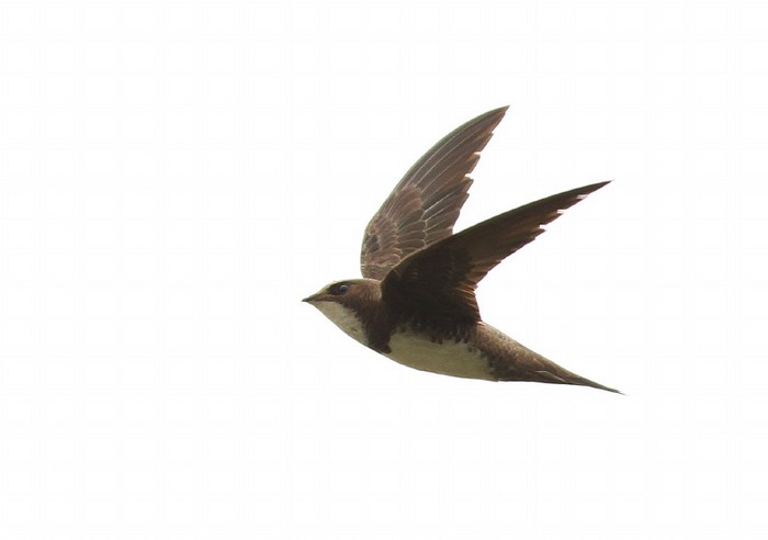 Alpine Swift