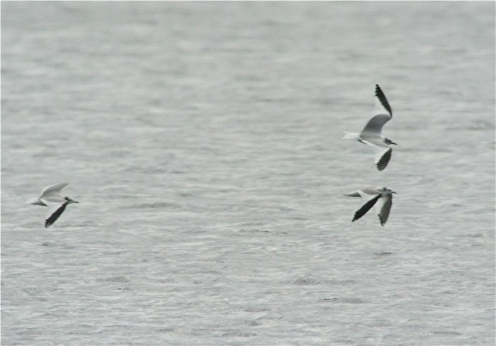 Sabine's Gull