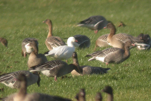 Ross's Goose