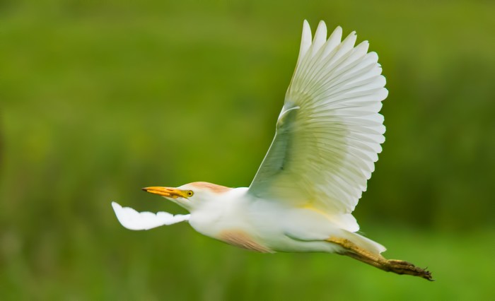 Cattle Egret