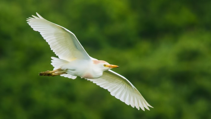 Cattle Egret
