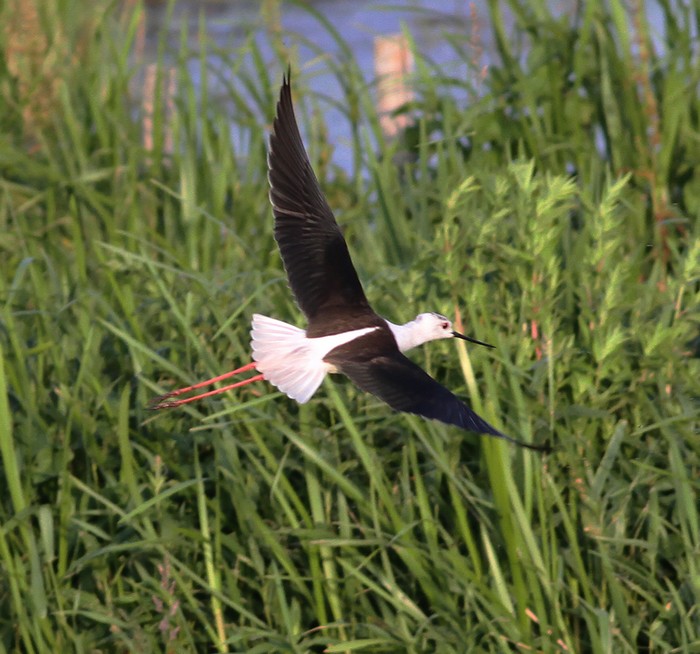 Black-winged Stilt