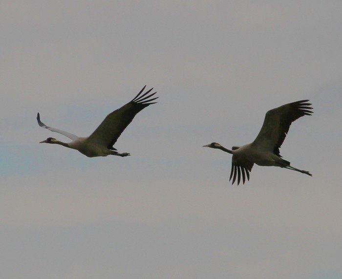 Common Crane