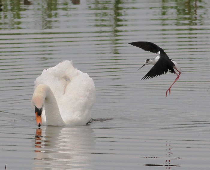 Black-winged Stilt