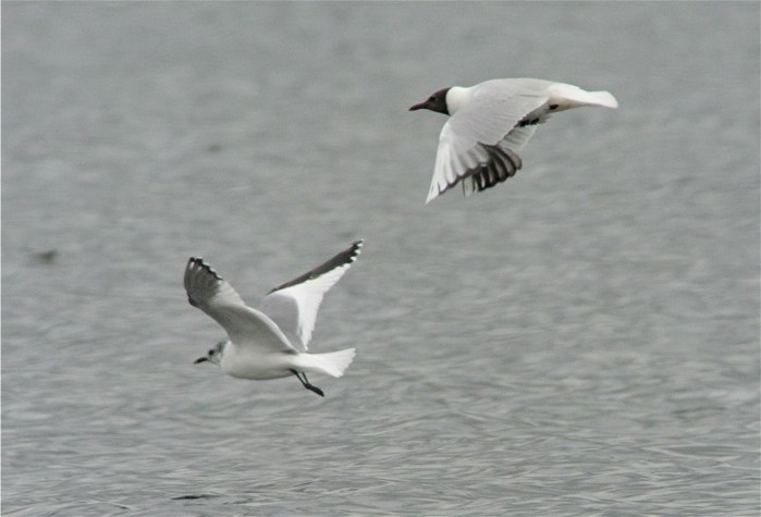 Sabine's Gull