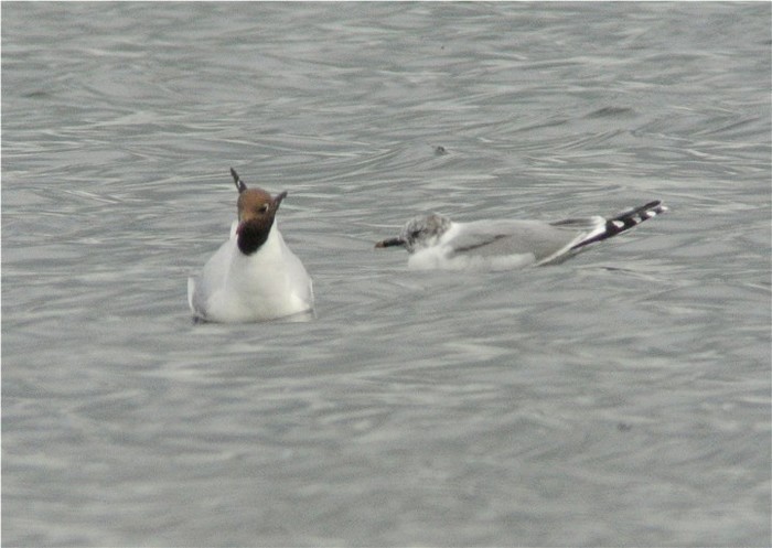 Sabine's Gull