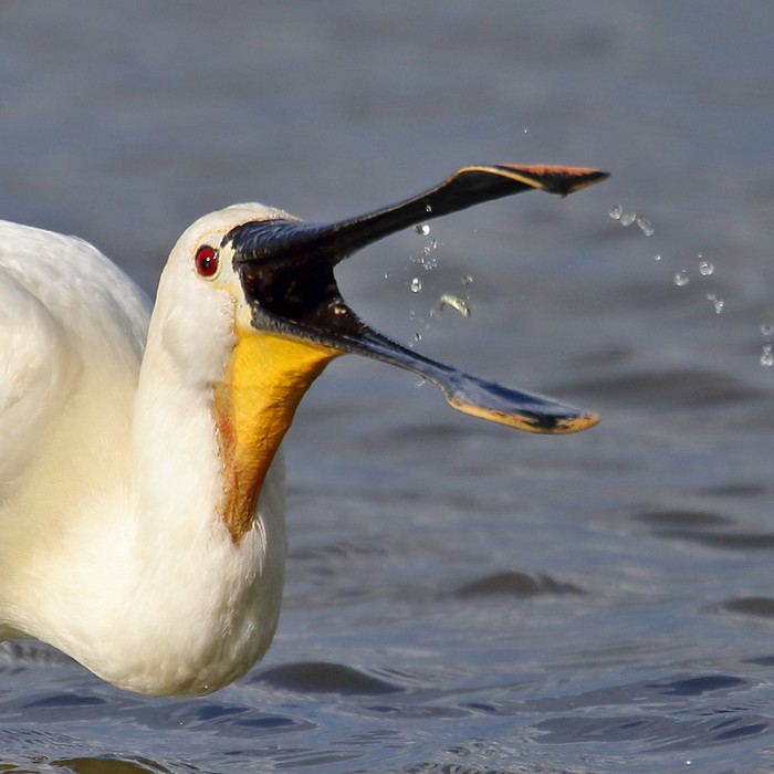 Spoonbill